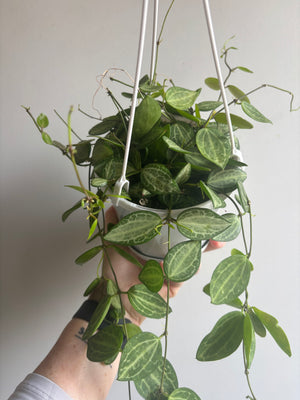 Dischidia ovata - Watermelon Dischidia