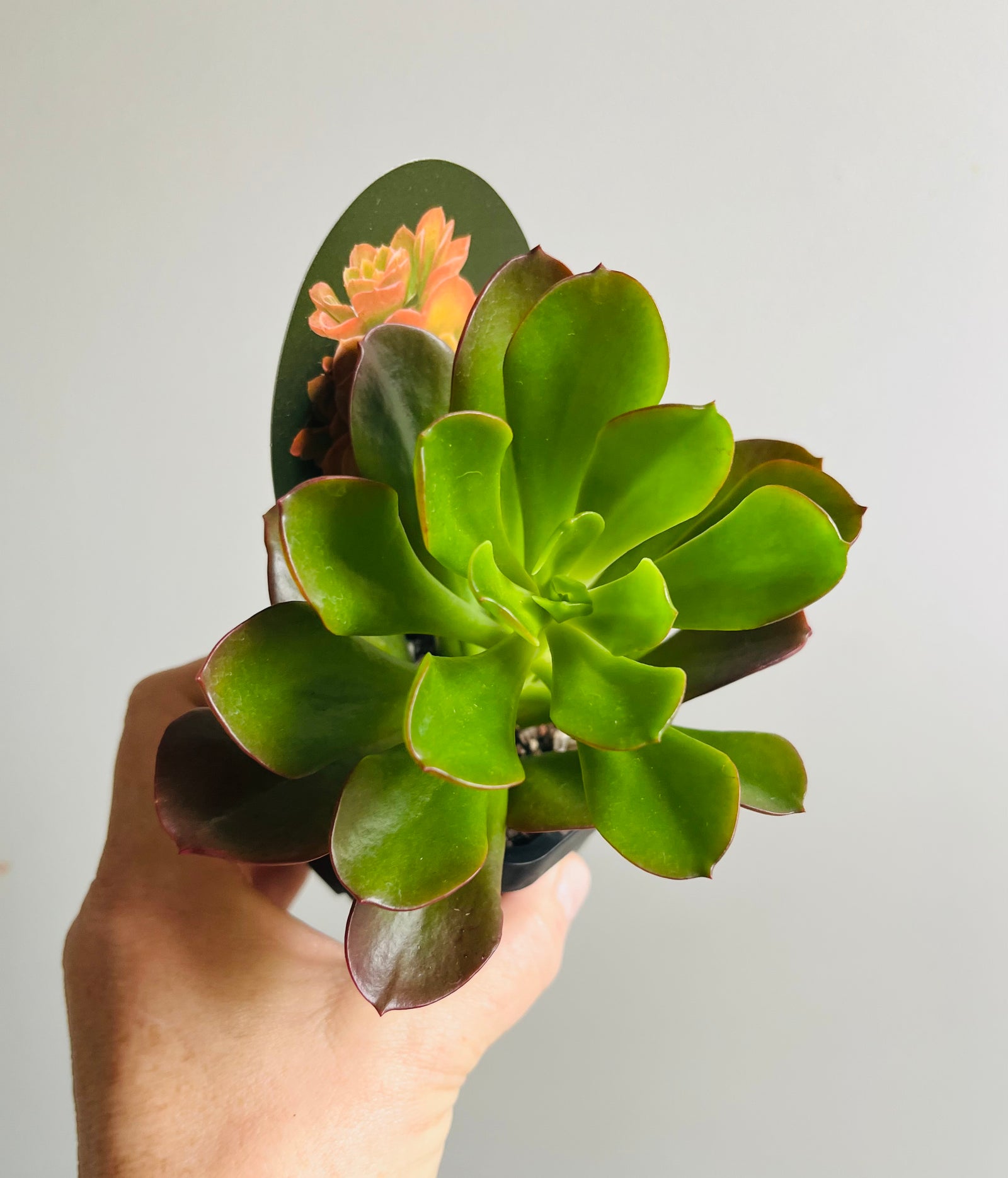 Echeveria muticaulis