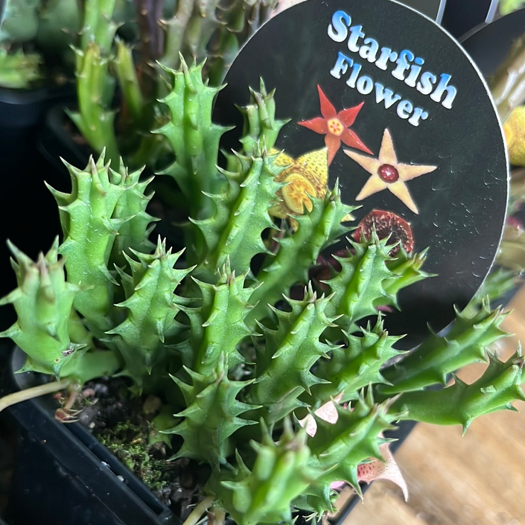 Huernia rosea x occulata - Starfish Flower Collection