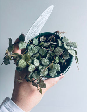 Hoya - Curtisii 'Thai Form' Collection No. 203