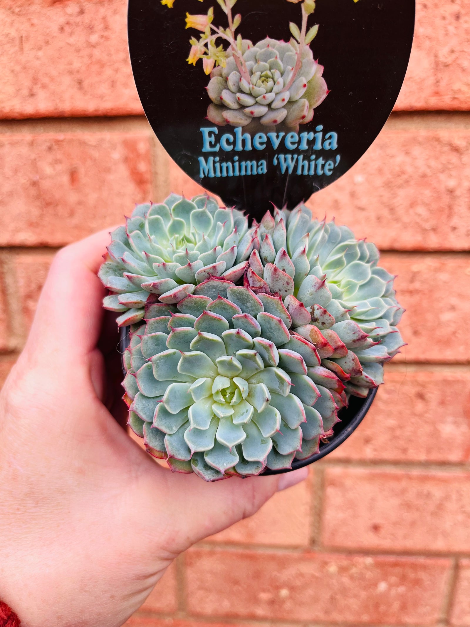 Echeveria minima ‘White’