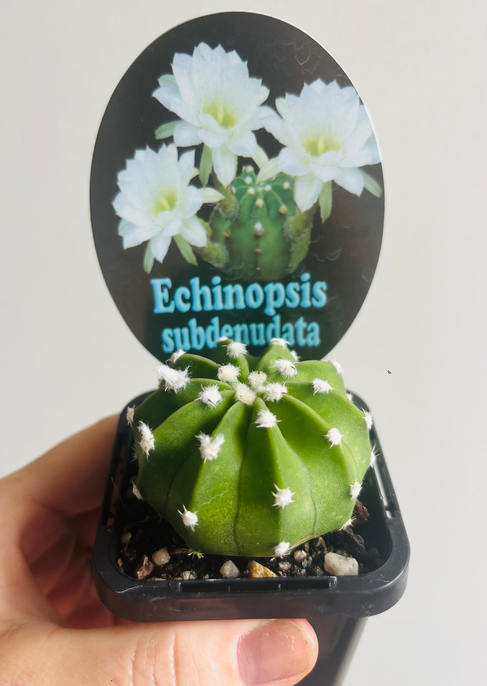 Echinopsis subdenudata