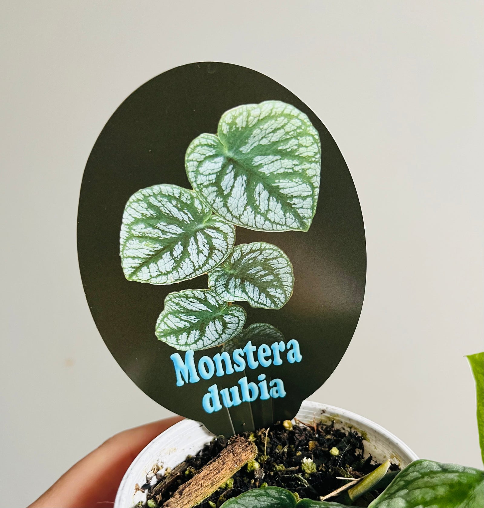 Monstera dubia - Shingle Plant