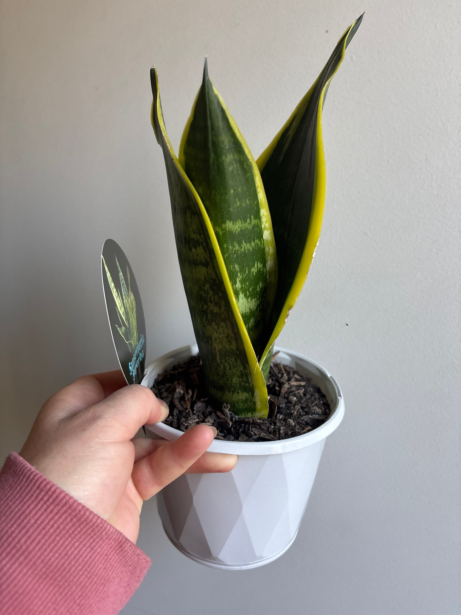 Sansevieria s.trifasciata - Superba