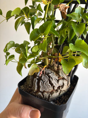 Dioscorea elephantipes ‘The Elephant’s Foot’