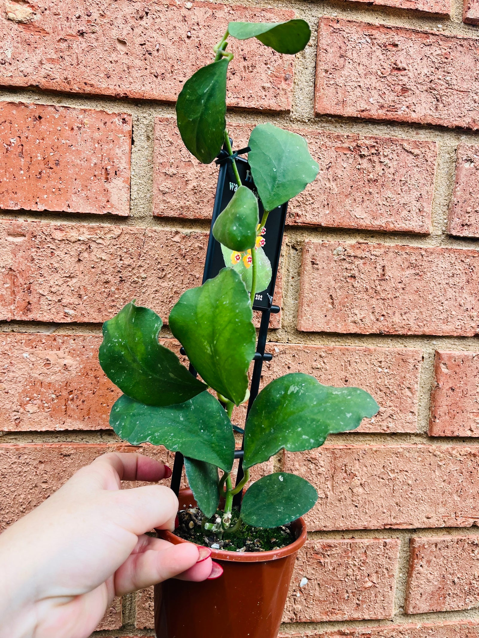 Hoya - Waymaniae Malaysia Collection No. 202