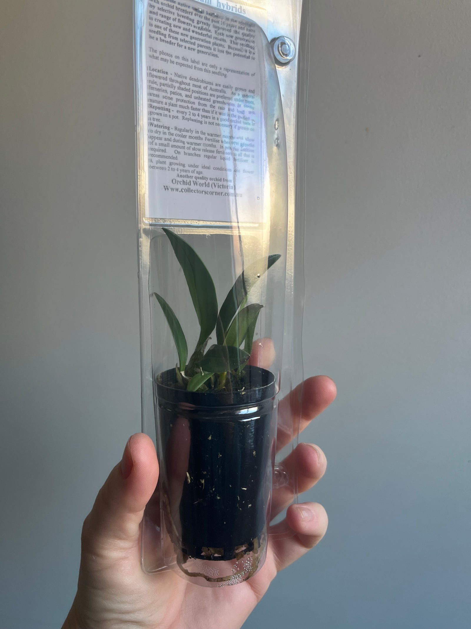 Dendrobium seedling - Avrils Gold x self