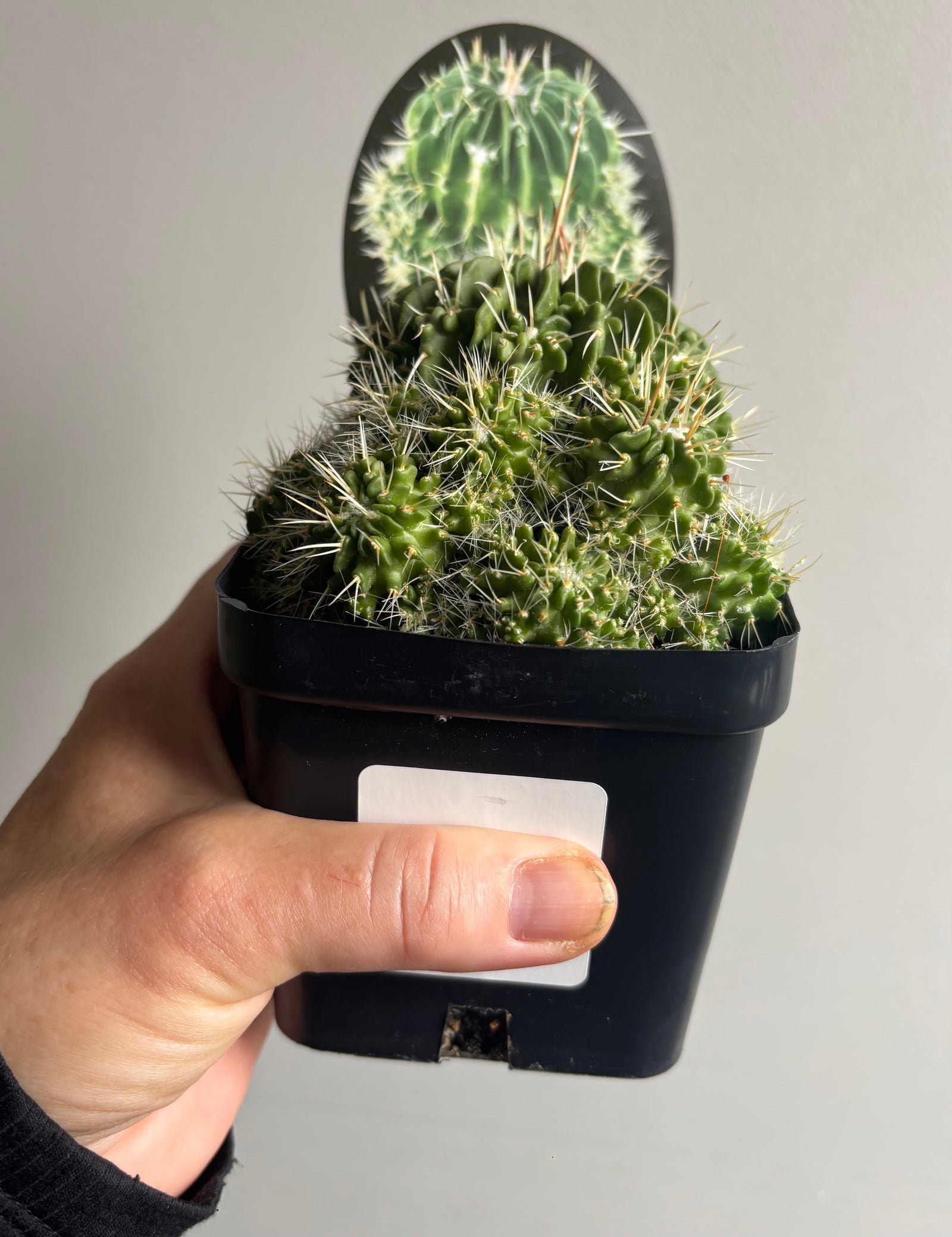 Echinofossulocactus ‘Jenci’s Favourite’