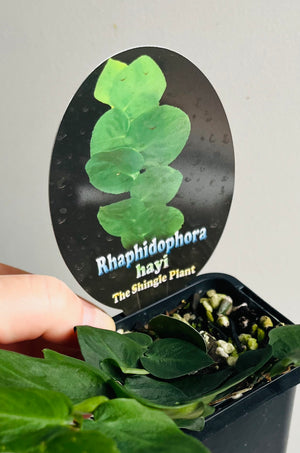 Rhaphidophora hayi