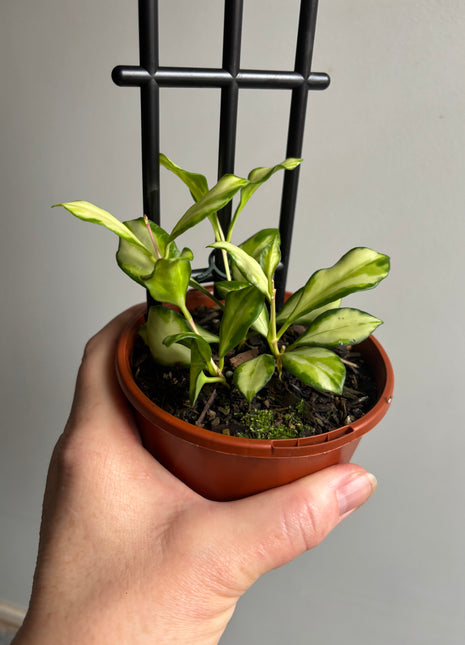 Hoya - Heuschkeliana variegata Collection No. 86