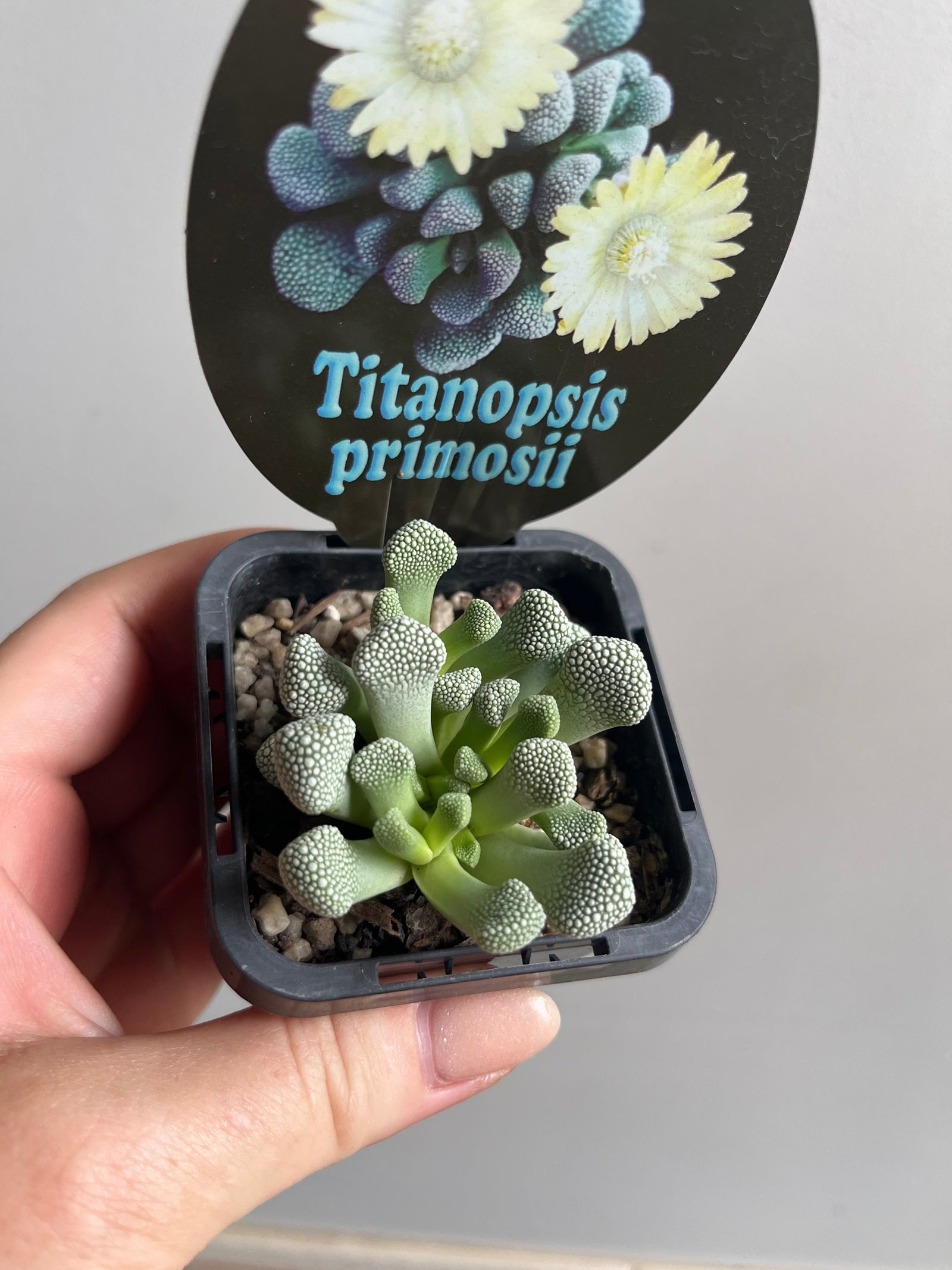 Titanopsis primosii