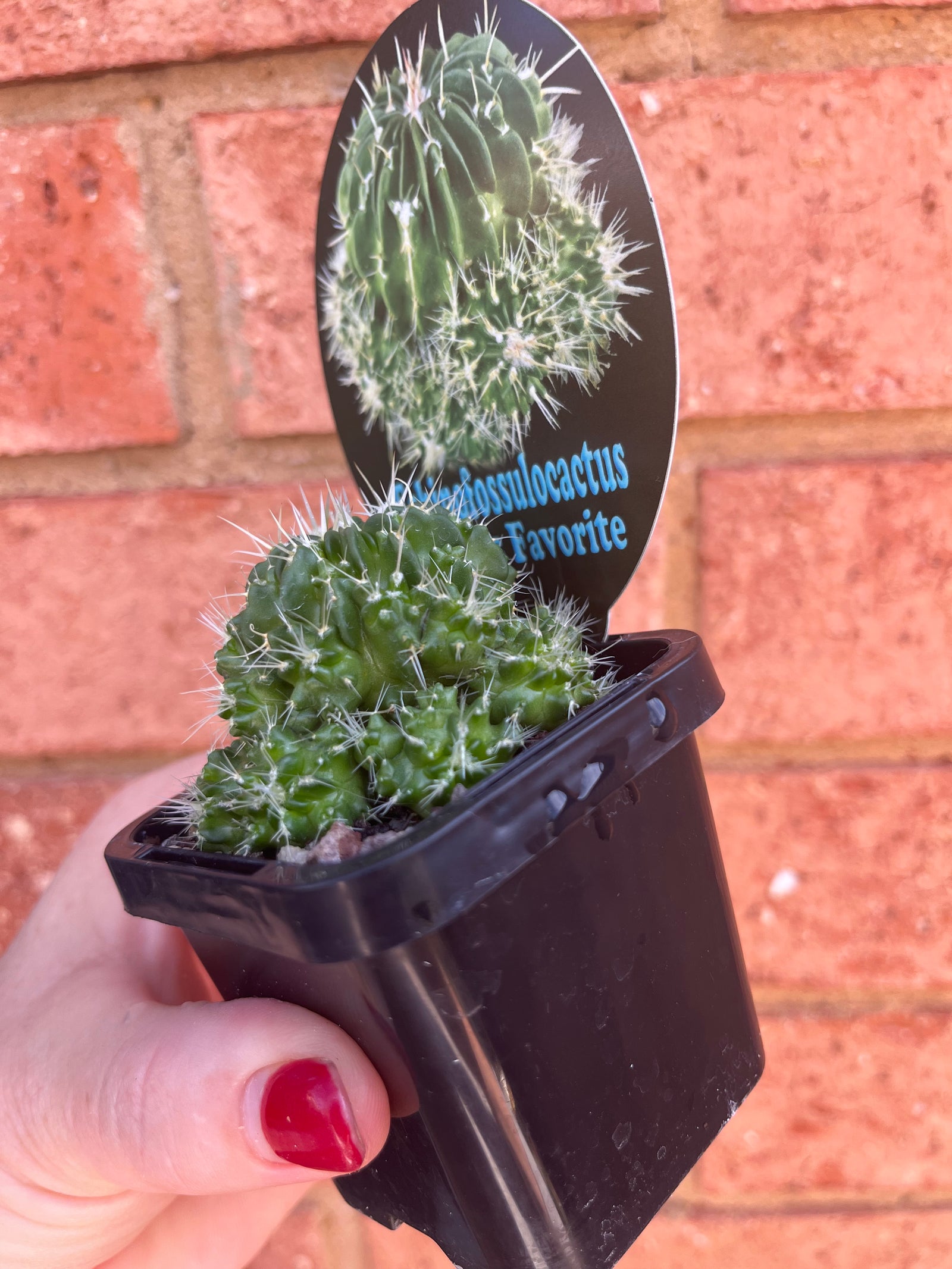 Echinofossulocactus ‘Jenci’s Favourite’