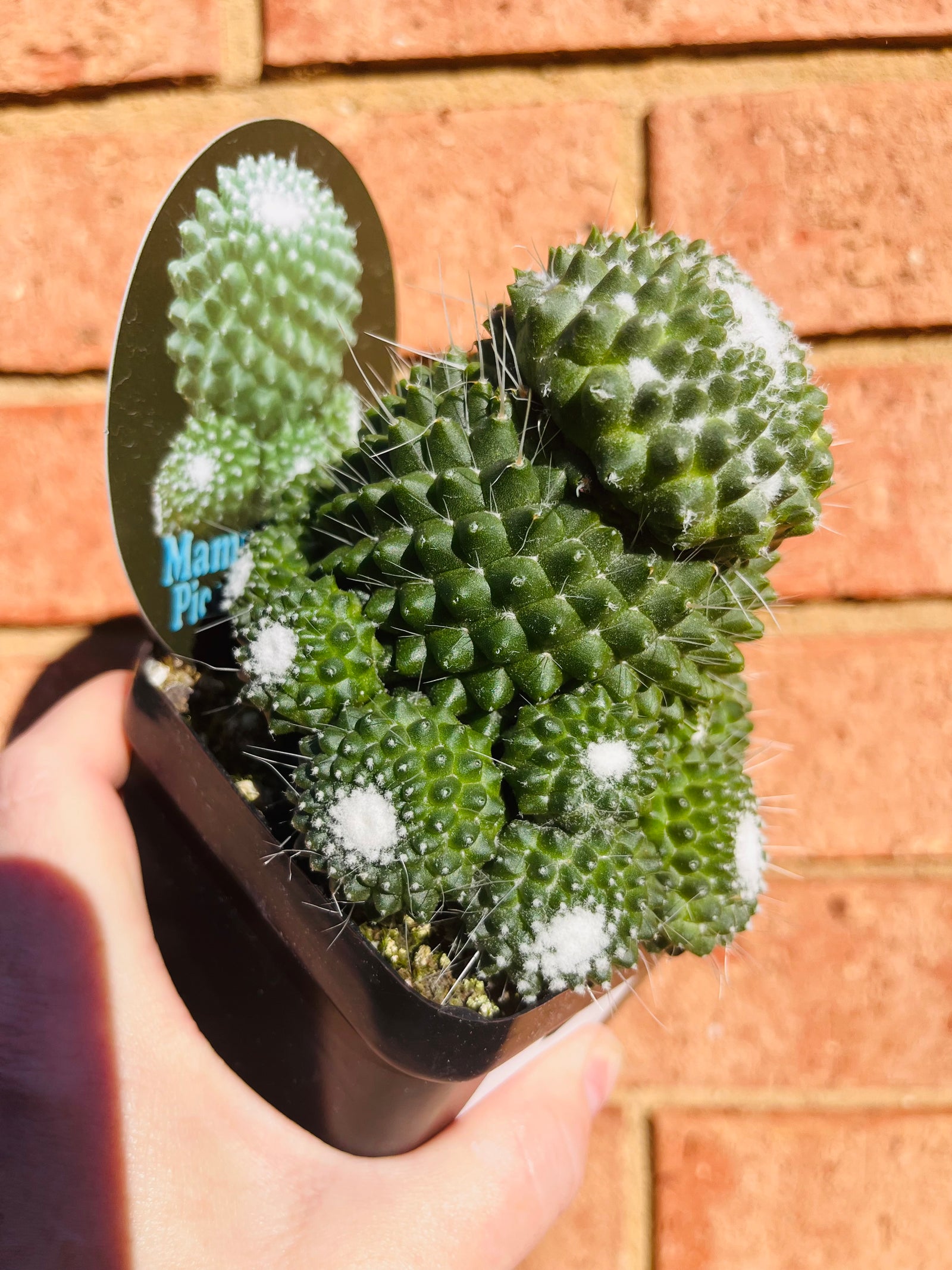 Mammillaria Pico compacta