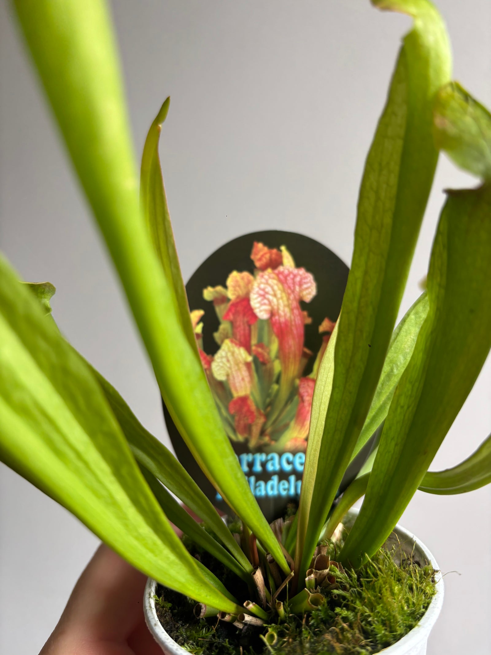 Sarracenia ‘Philadelphia’ Sar15