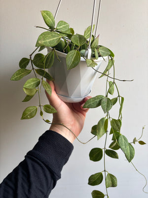 Dischidia ovata - Watermelon Dischidia