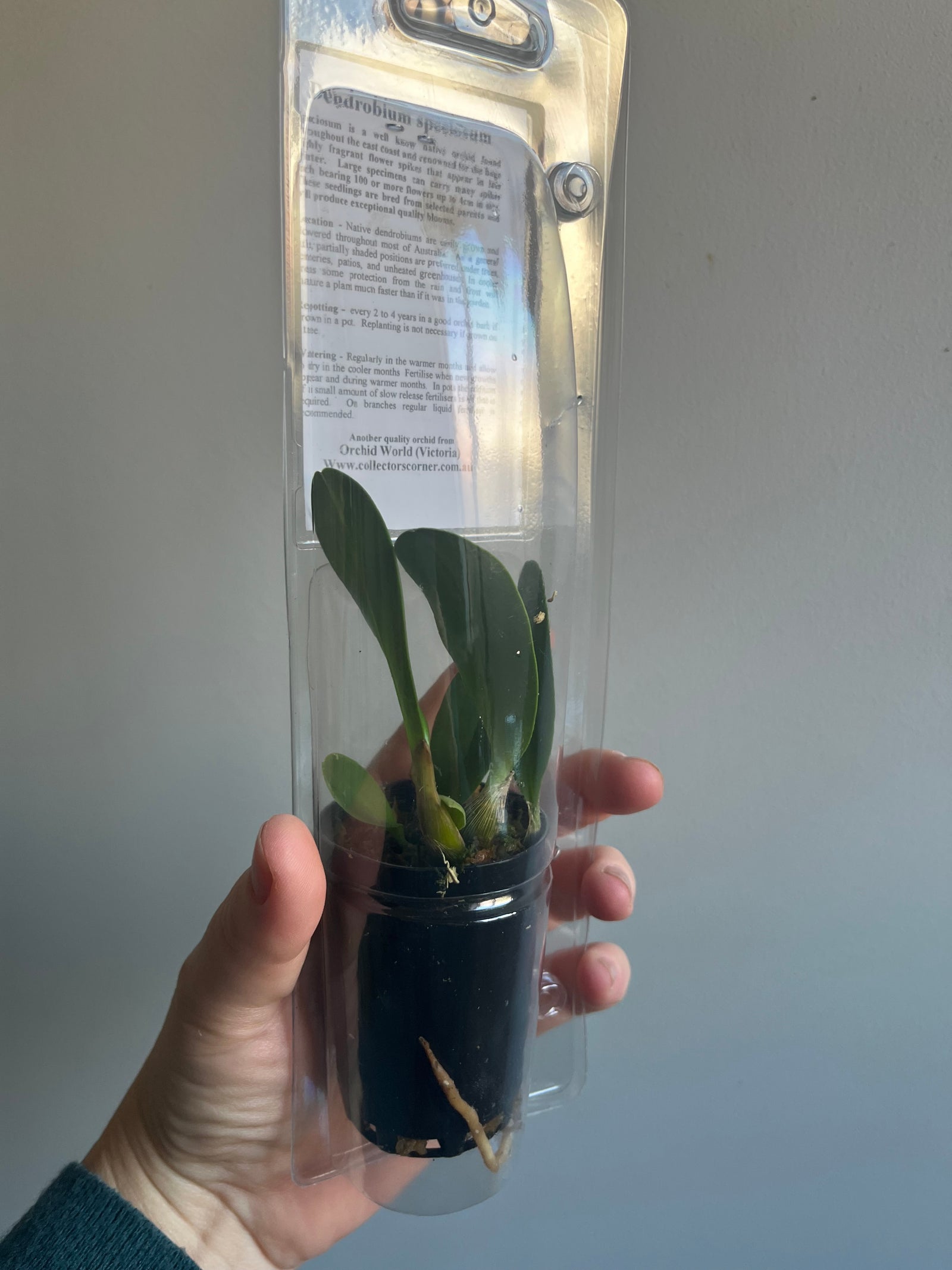 Dendrobium speciosum - Sydney Rock Orchid ‘Giant Yellow’