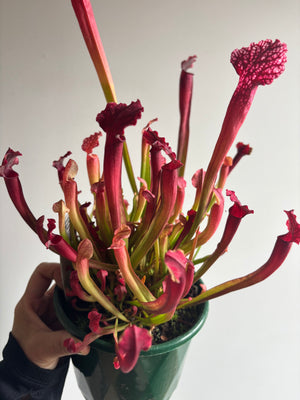 Sarracenia ‘Judith Hindle’
