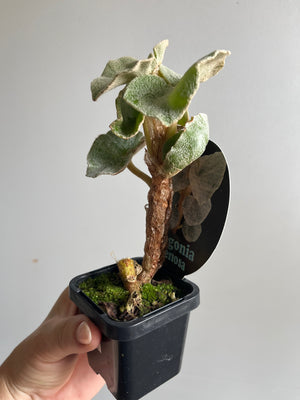 Begonia Venosa