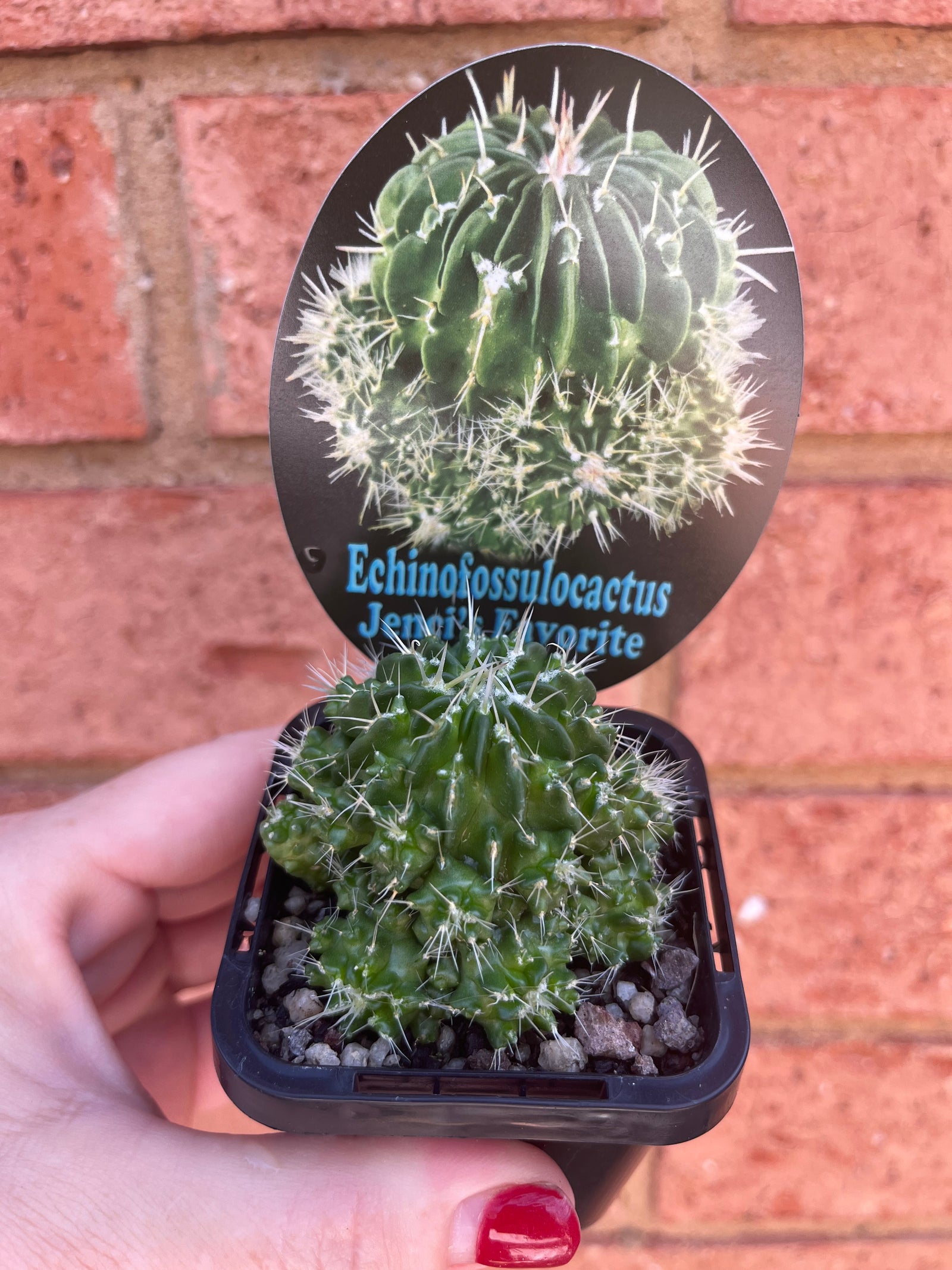 Echinofossulocactus ‘Jenci’s Favourite’
