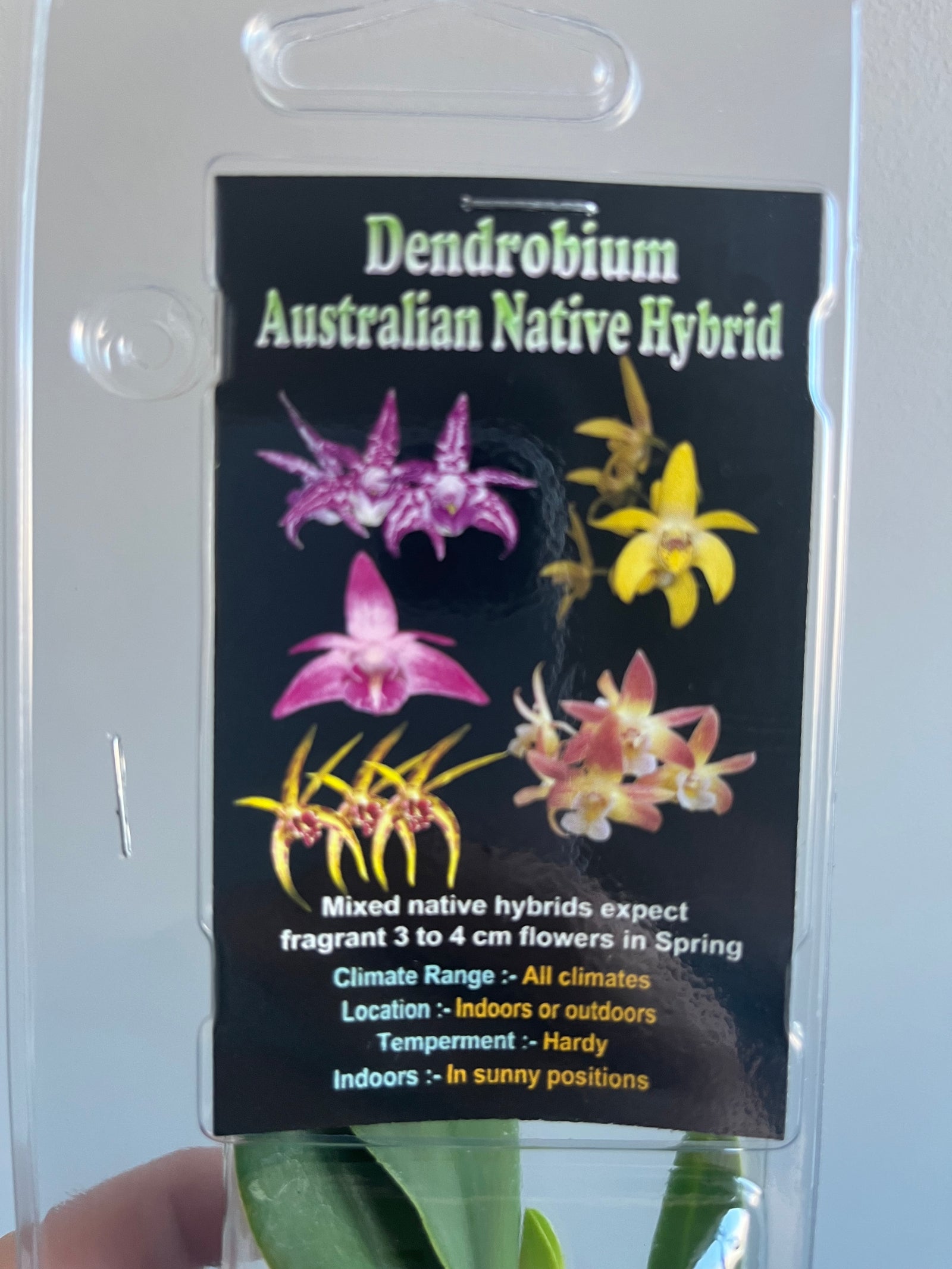 Dendrobium Australian Native Hybrid