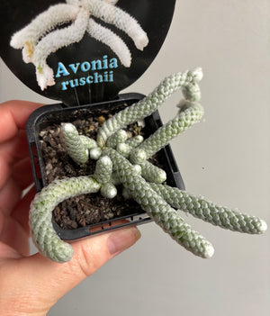 Avonia ruschii
