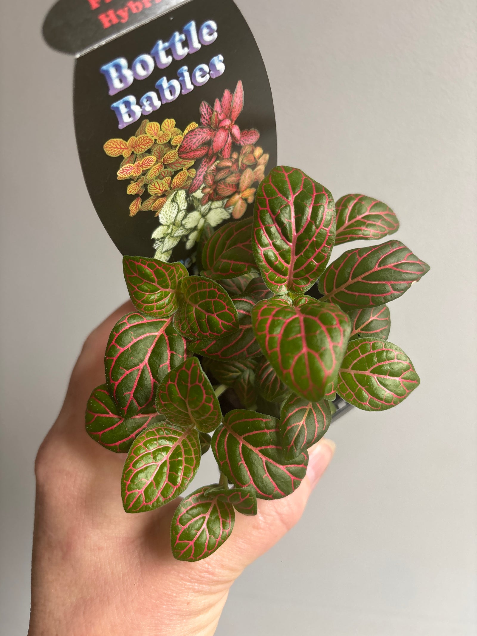 Fittonia - Hybrid (Red Vein)