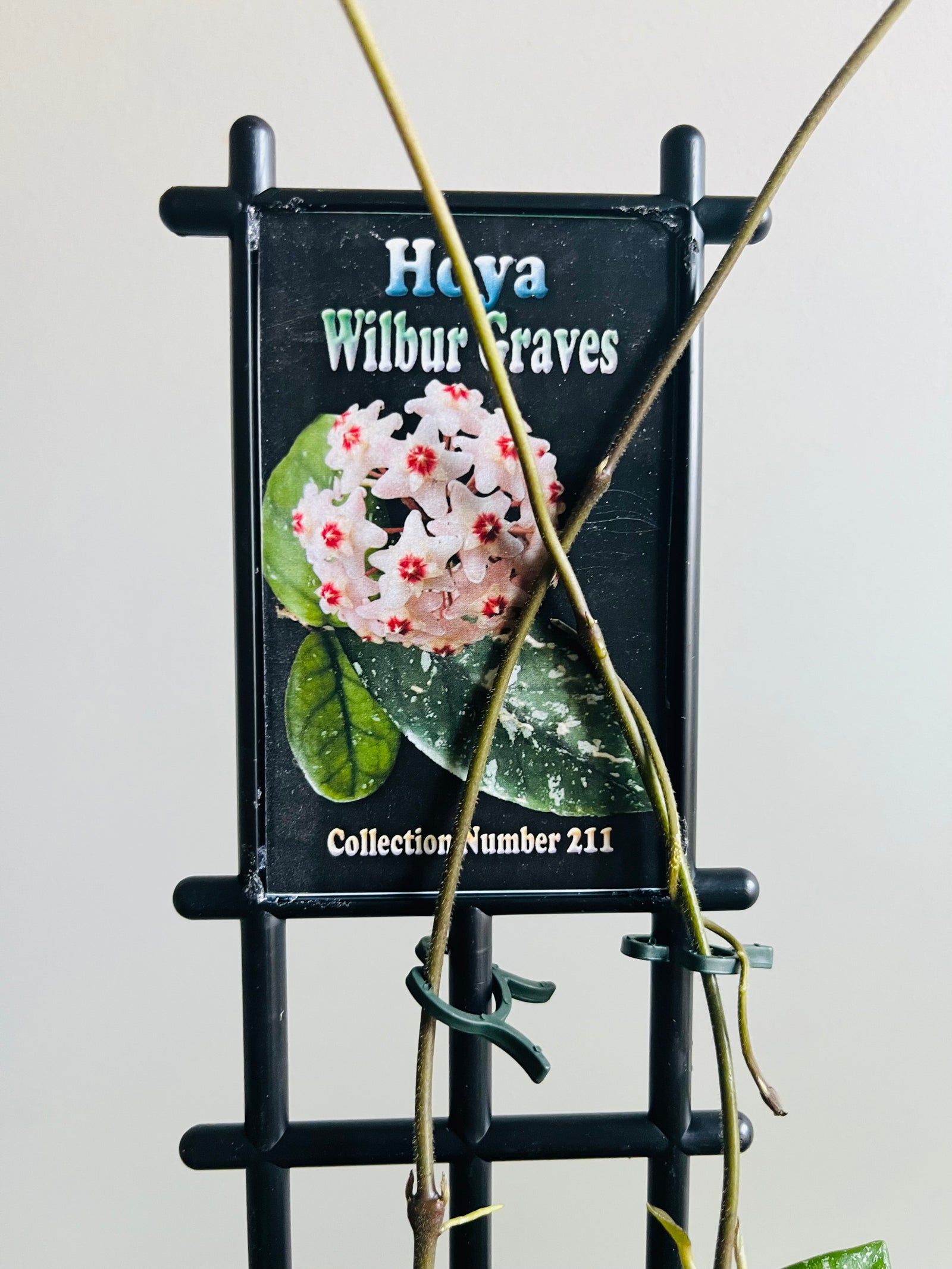 Hoya - Carnosa ‘Wilbur Graves’ Collection No. 211