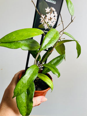 Hoya - Amoena - Collection No. 207