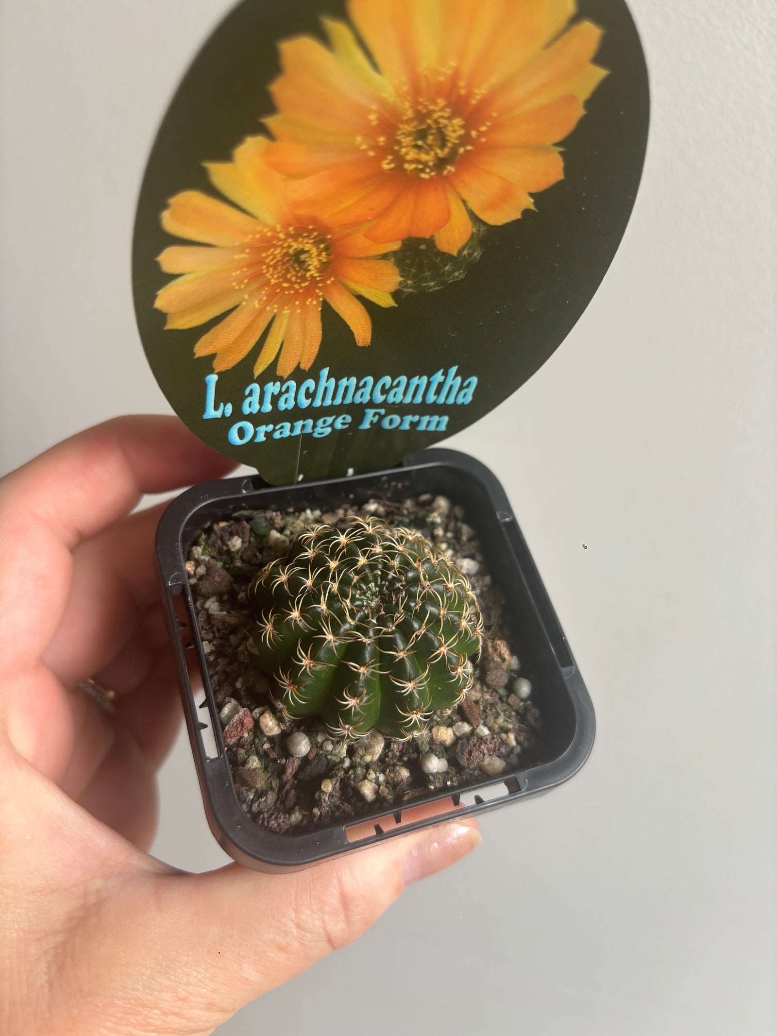 Lobivia arachnacantha (Orange Form)