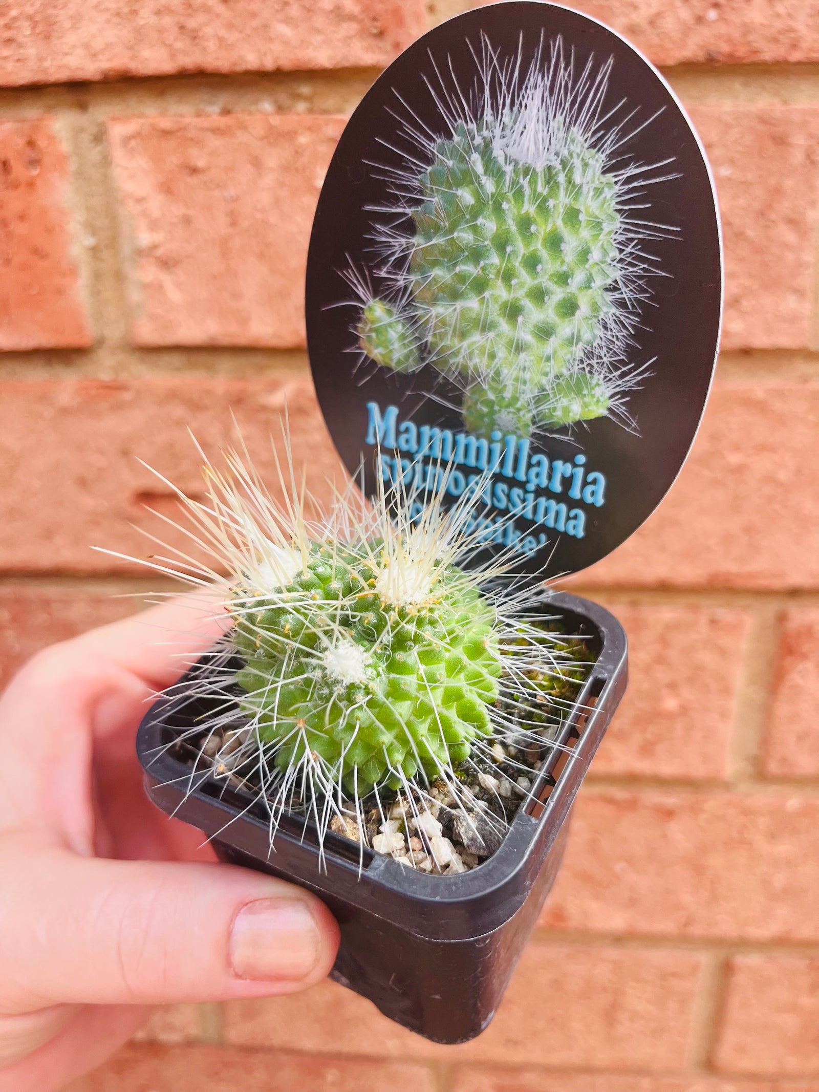 Mammillaria spinossisima cv 'Spike'