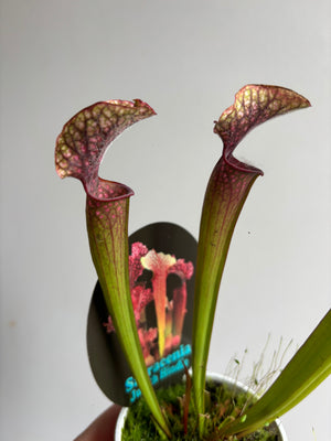 Sarracenia ‘Judith Hindle’