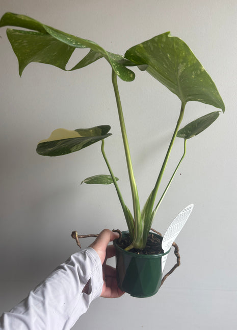 Monstera deliciosa 'Thai Constellation'