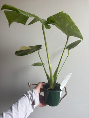 Monstera deliciosa 'Thai Constellation'