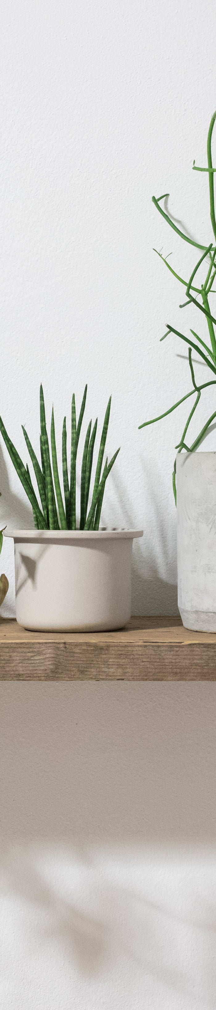 <h1>Welcome to My Jungle Shack</h1>