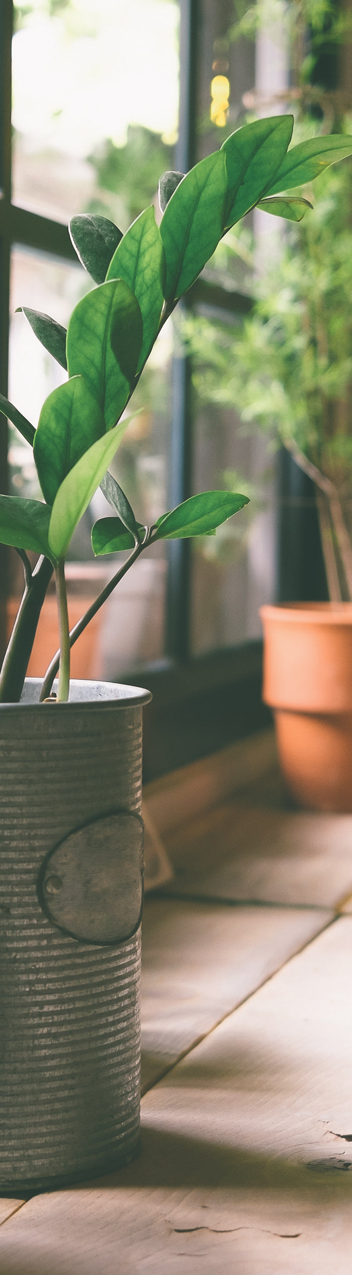 <h1>Welcome to My Jungle Shack</h1>