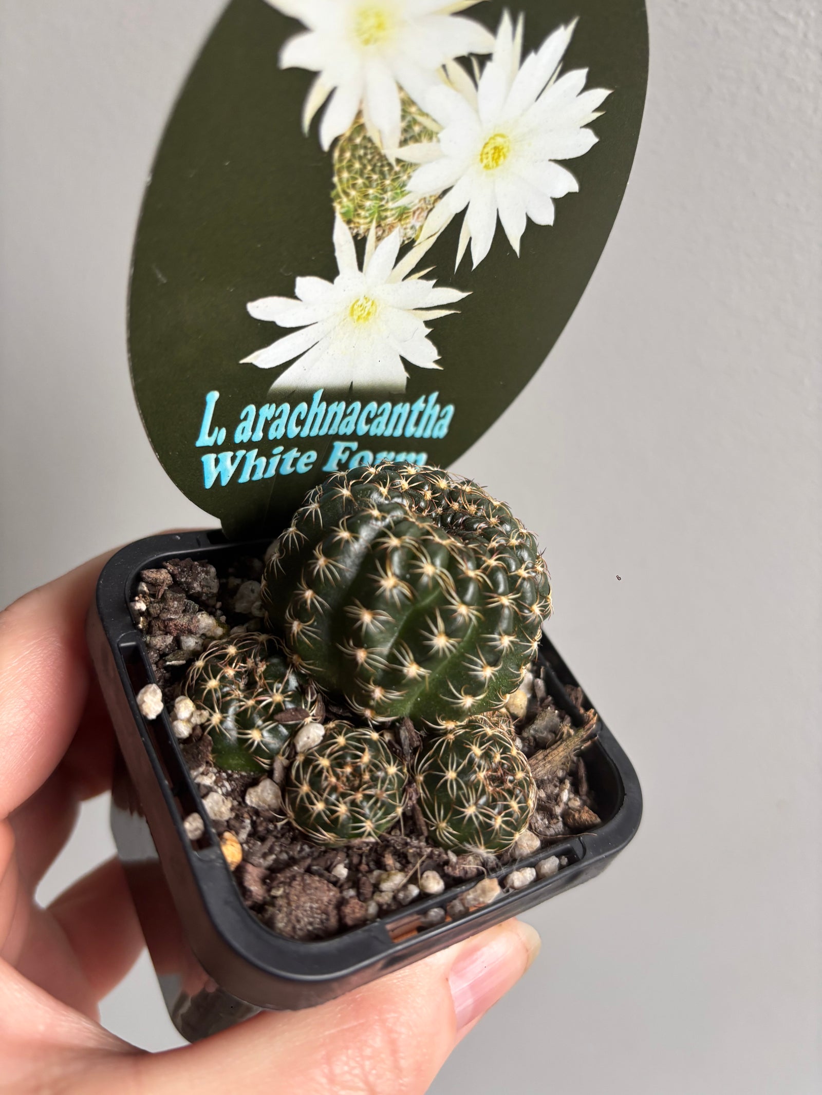 Lobivia arachnacantha (White Form)