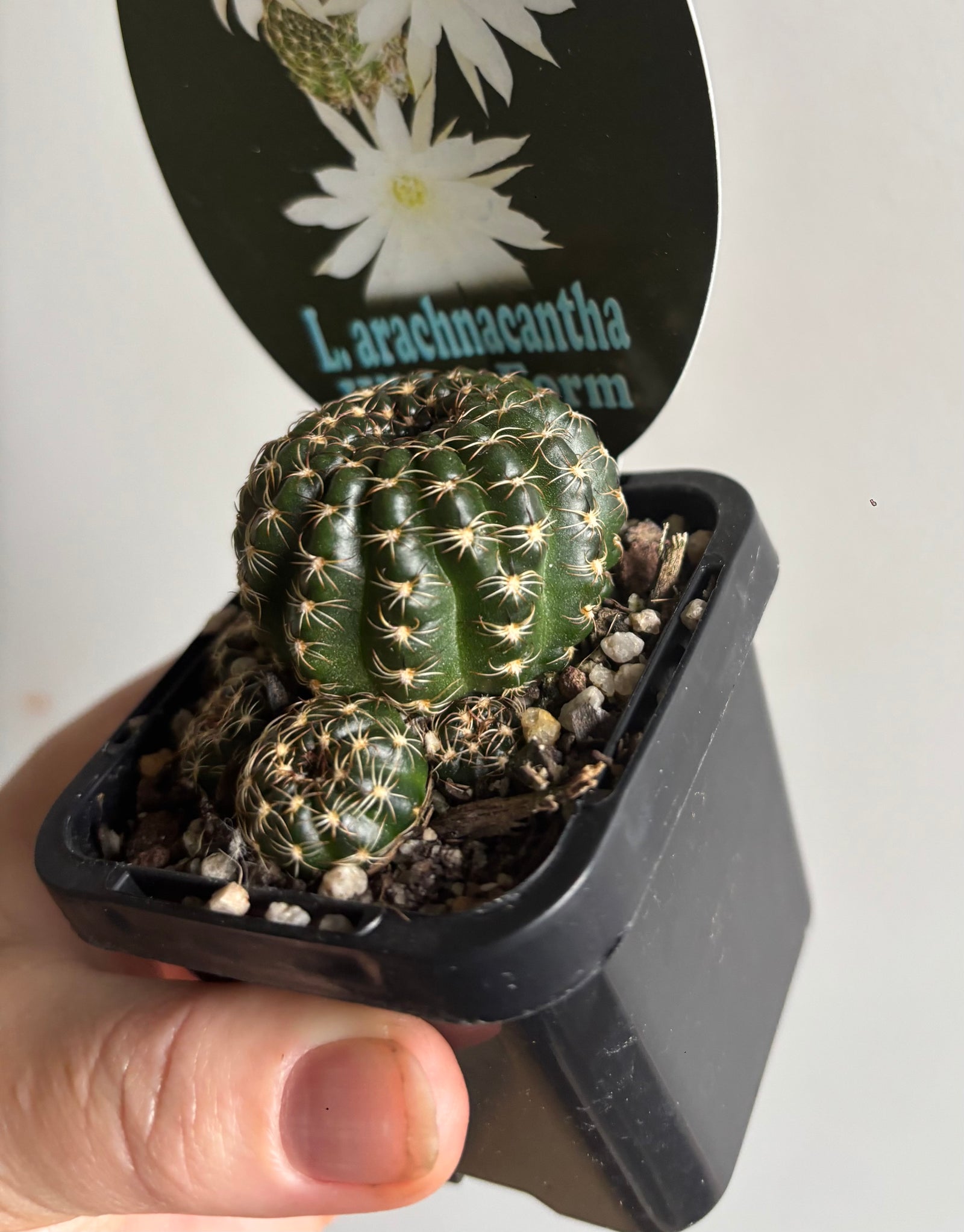 Lobivia arachnacantha (White Form)