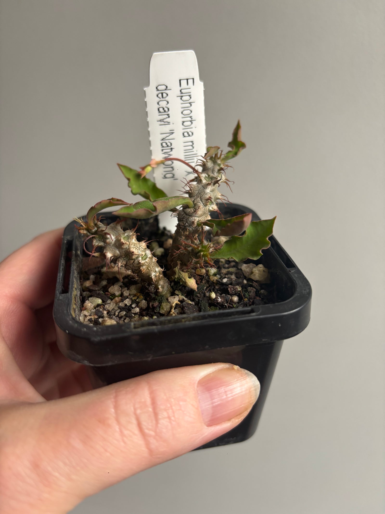 Euphorbia millii x decaryi ‘Natwong’