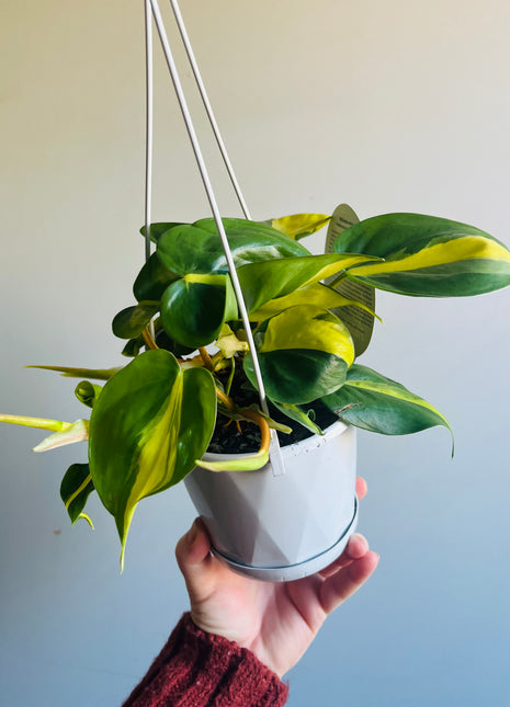 Philodendron hederaceum 'Brasil'