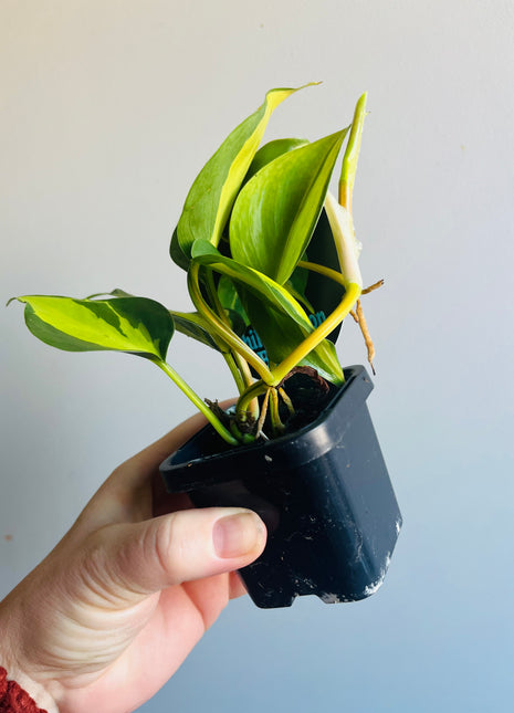 Philodendron hederaceum 'Brasil'