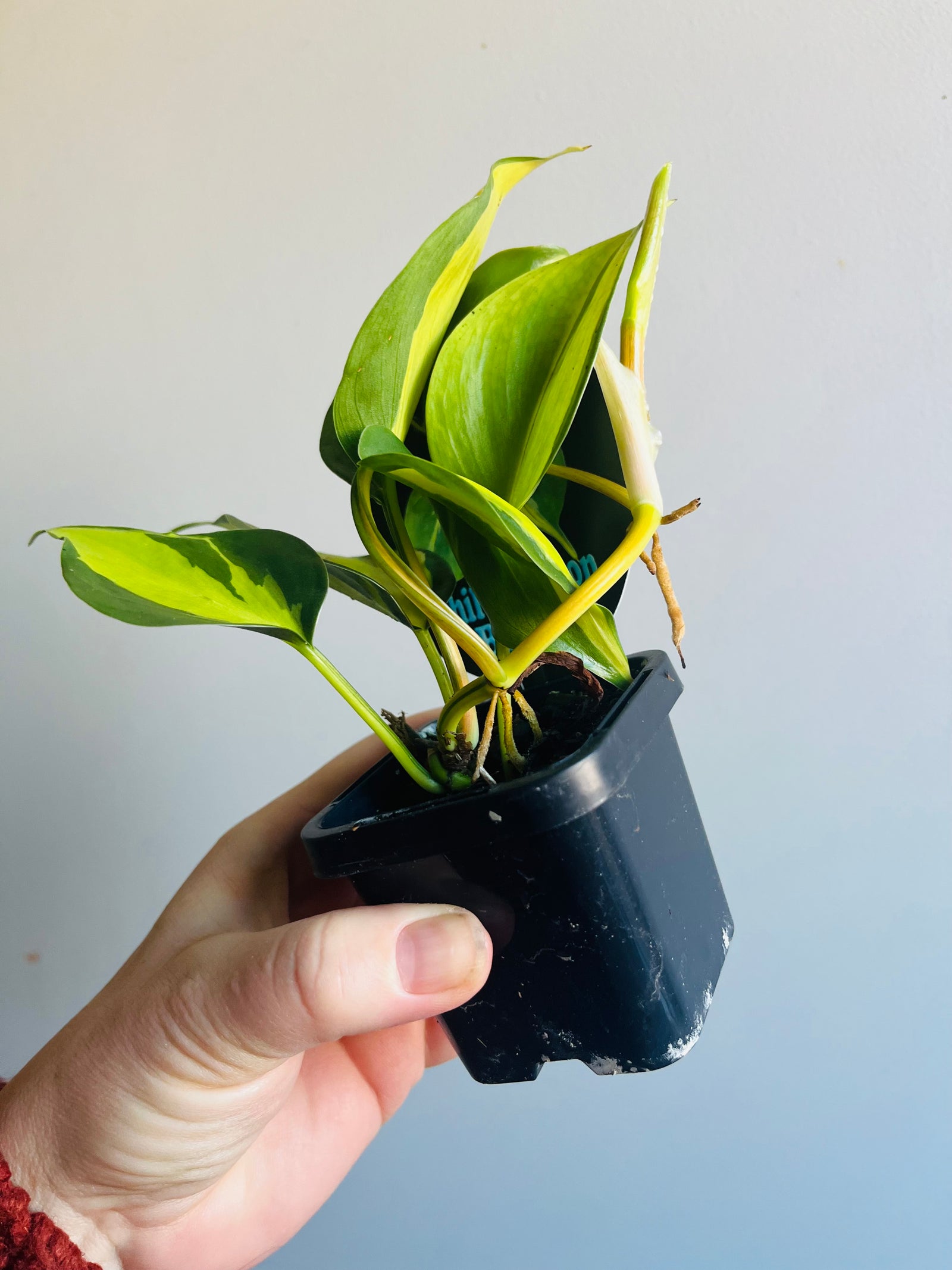 Philodendron hederaceum 'Brasil'