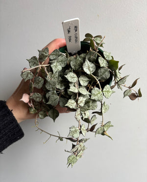 Hoya - Curtisii 'Thai Form' Collection No. 203