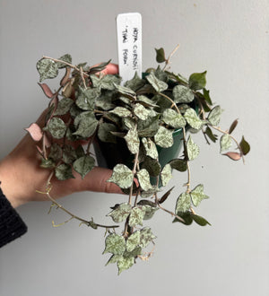 Hoya - Curtisii 'Thai Form' Collection No. 203