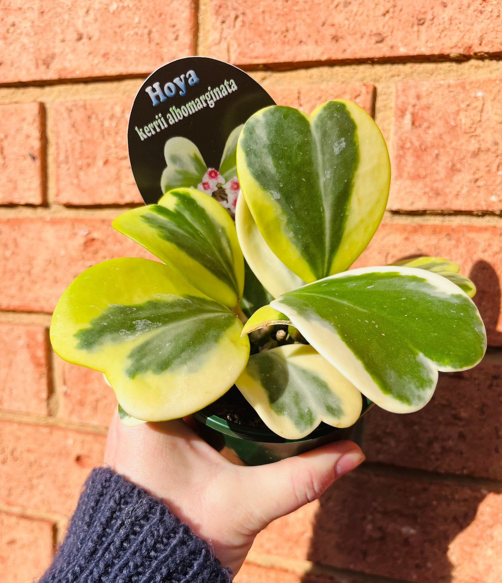 Hoya - Kerrii Albomarginata Collection No. 84