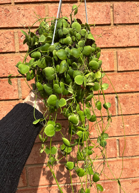 Dischidia cleistantha - previously platyphylla 'Solomon Islands'