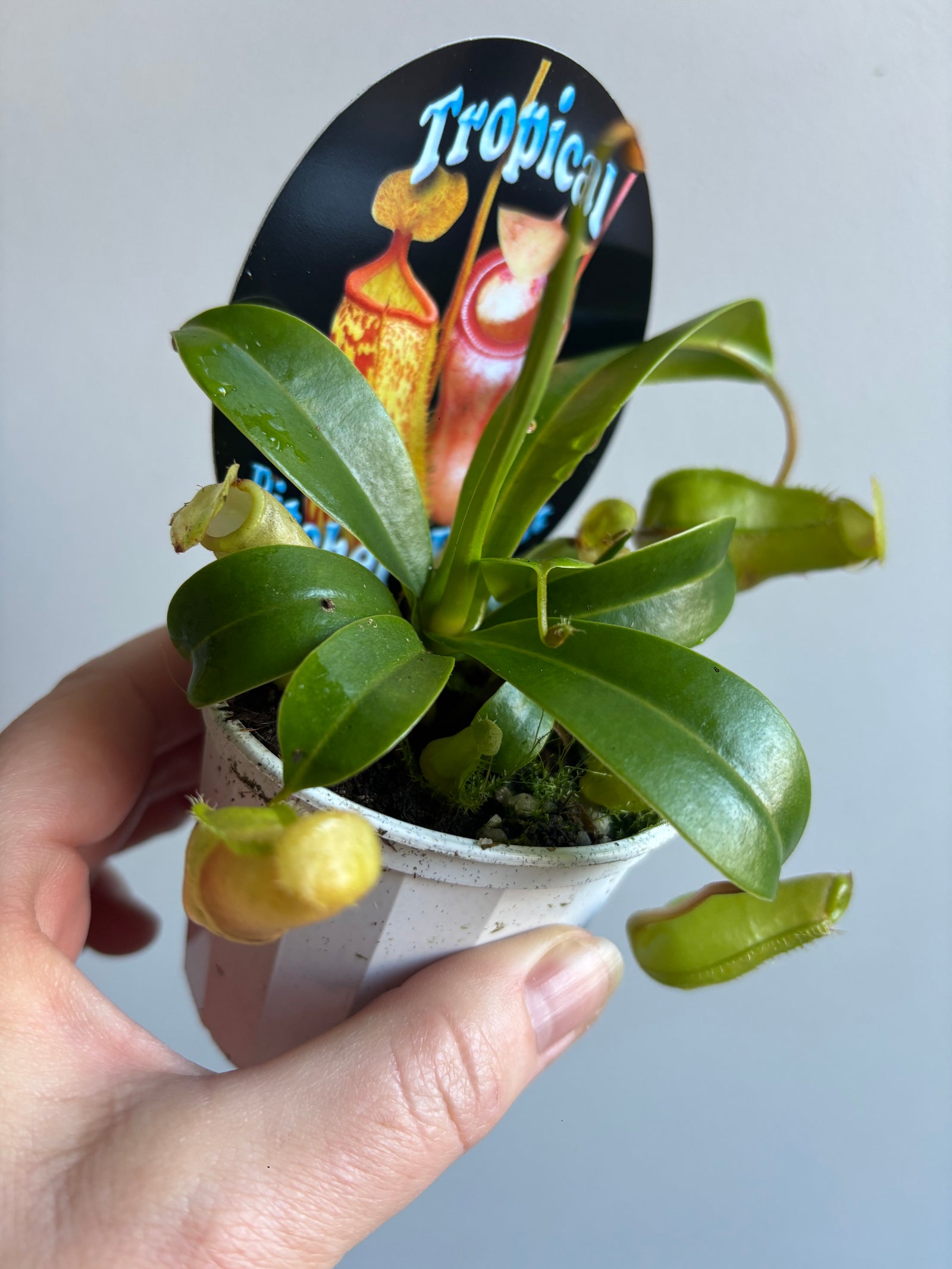 Nepenthes - Pitcher Plant hybrid mix