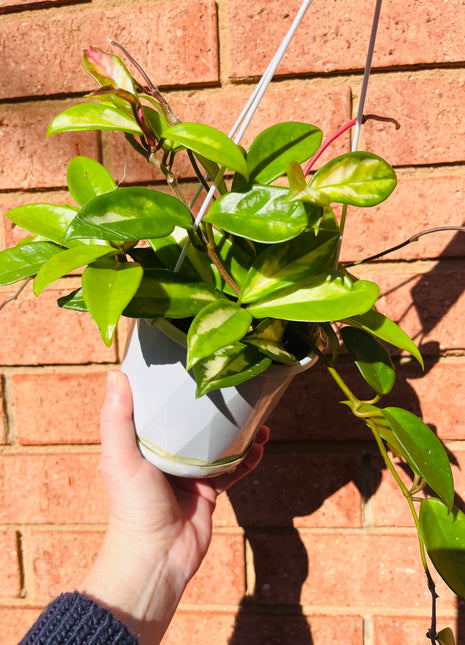 Hoya - Krimson Princess Collection No. 3