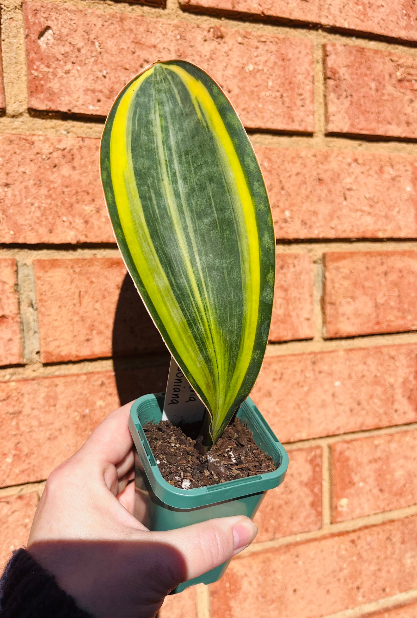 Sansevieria masoniana variegata 'Whale Fin'