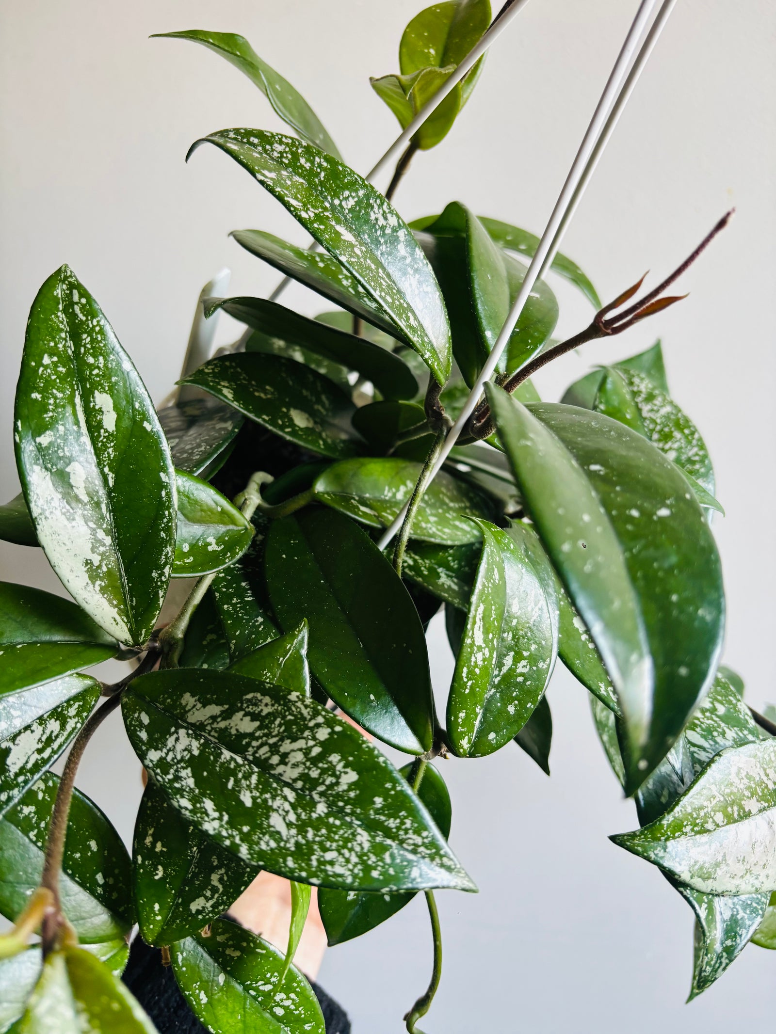 Hoya - Dasyantha Splash Collection No. 194