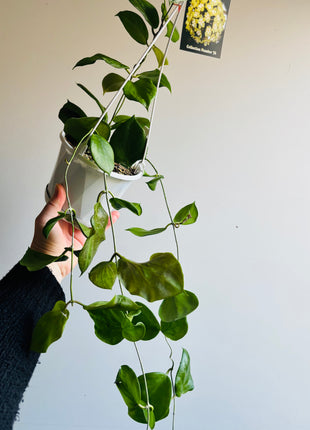 Hoya - Cominsii Collection No. 76